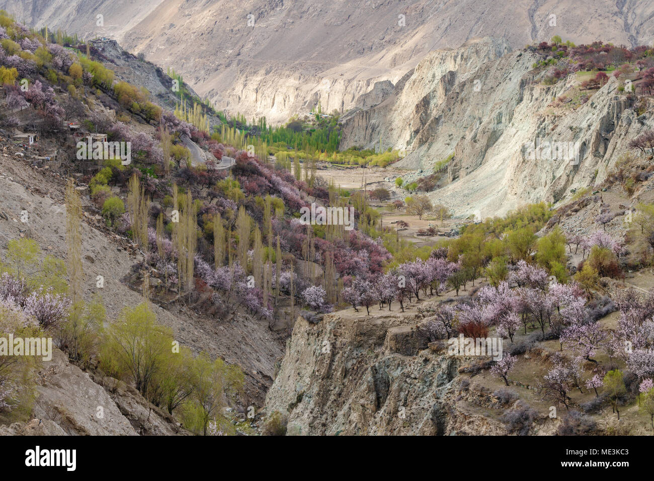 Frühling, Blüte in Naka Tal und Dorf in Pakistan Stockfoto