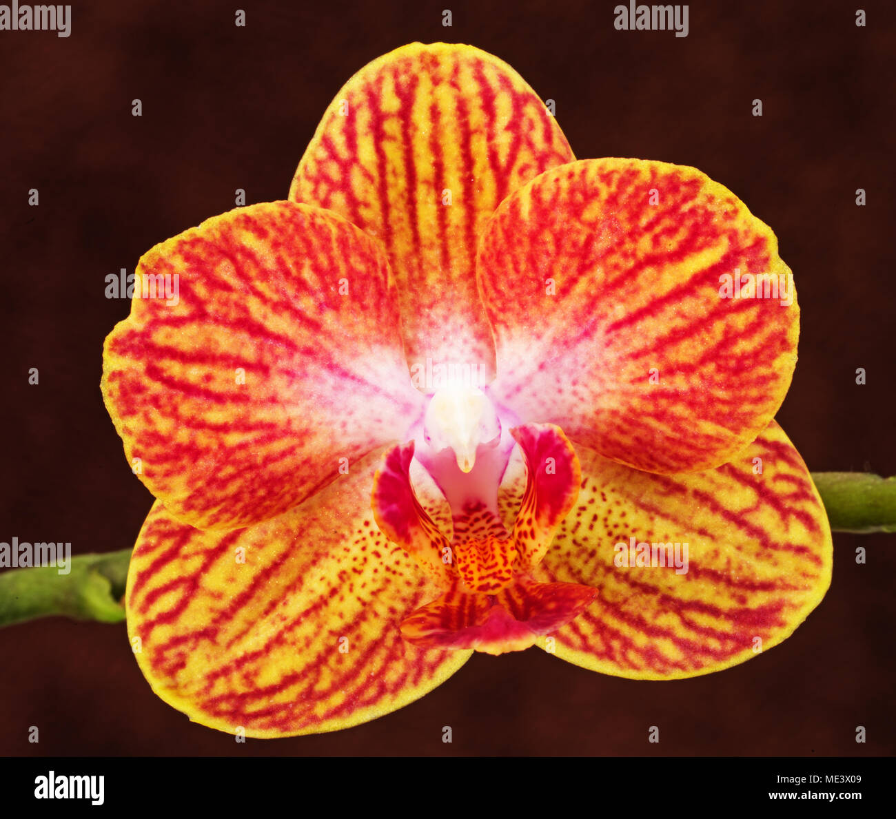 Gelb Rosa und Rot Phalaenopsis Orchidee auf braunem Hintergrund Stockfoto