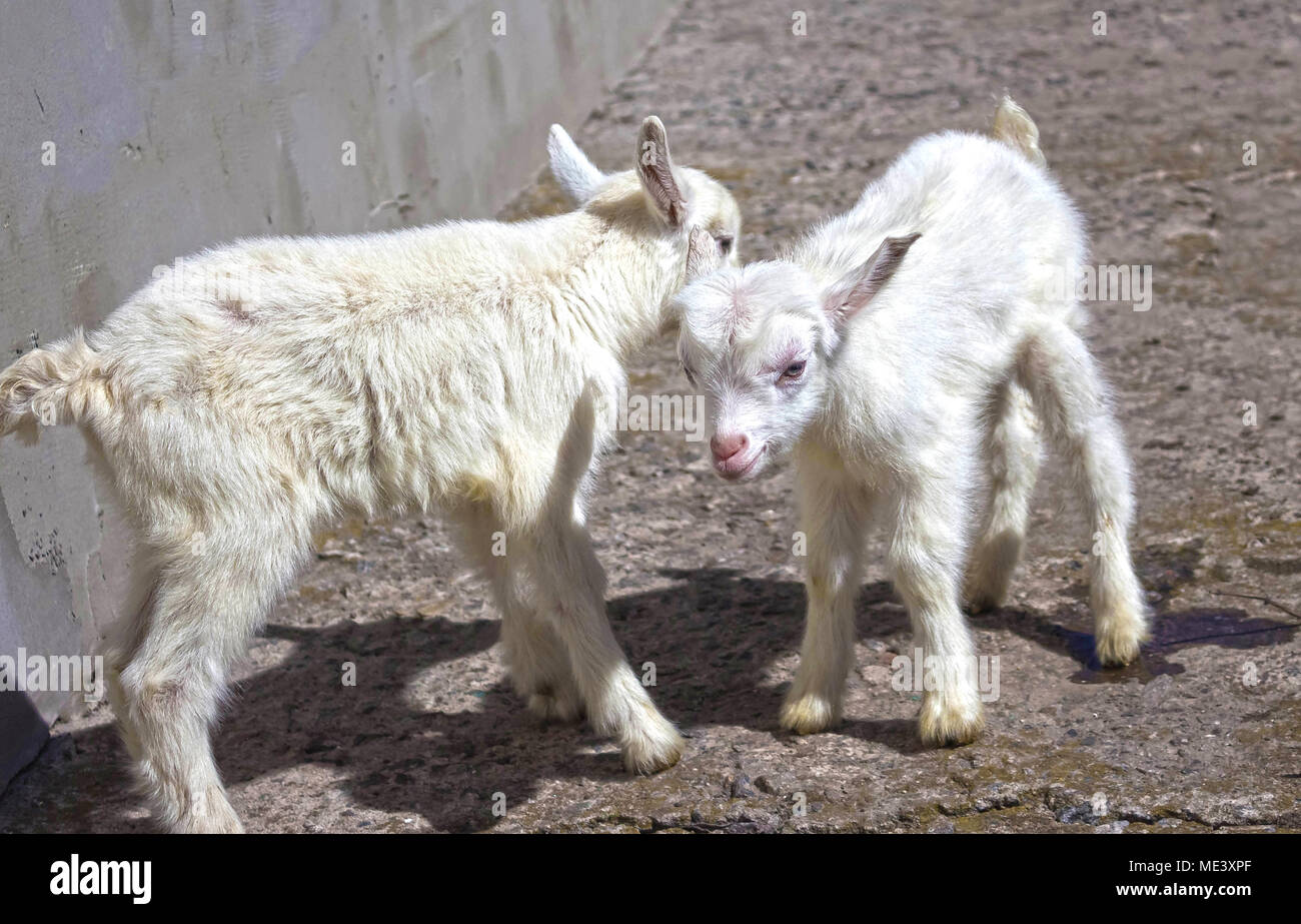 Neugeborenen Ziegen auf dem Hof. Porträt von zwei Baby gegen Masse Stockfoto