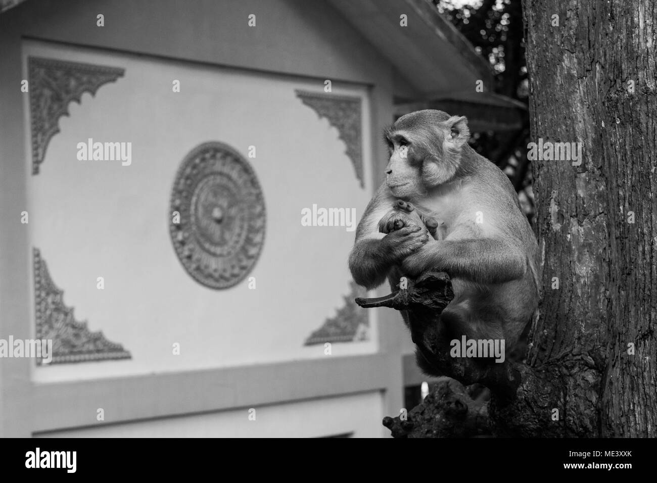 Eine wilde nach macaque Affen, am Mount Popa, sitzt auf einem Ast, ruhig, als ob Meditieren. ruht, Kühlen auf Stick. Burma, Myanmar Stockfoto
