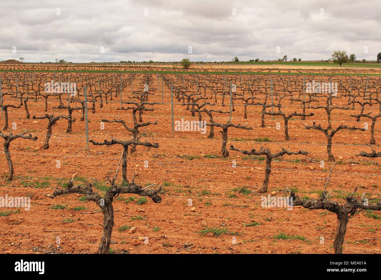 Landschaft aus Weinbergen mit roten Land unter grauem Himmel in Castilla la Mancha, Spanien Stockfoto