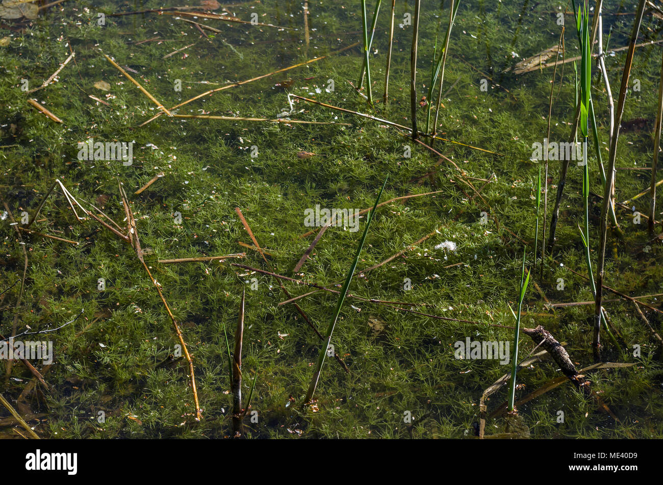 Teich voller Grünalge alligata vescuntur Algen und dulcis Fahne in Zabrze, Schlesischen Hochland, Polen. Stockfoto