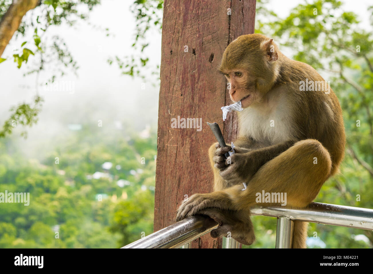 Ein hungriger Erwachsener macaque Affen sitzen auf dem Geländer des Mount Popa, Essen Mais oder Nüsse, Erdnüsse, die in der Zeitung, die von den Touristen Burma, Myanmar gefüttert gewickelt Stockfoto