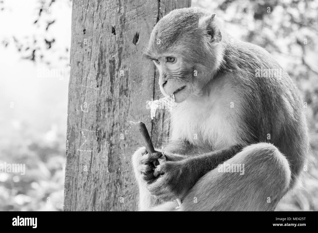 Ein erwachsener macaque Affen sitzen auf Geländer und runzelte die Stirn, während Zerreißen von Papier Mais und Muttern in Zeitungspapier eingewickelt zu essen. Faltiges Gesicht Mount Popa Birma Stockfoto