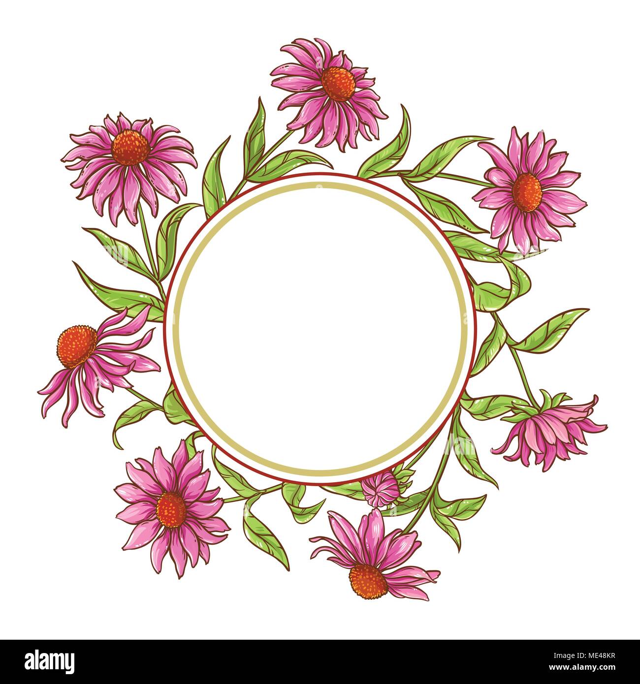 Echinace purpurea Vektor Rahmen auf weißem Hintergrund Stock Vektor