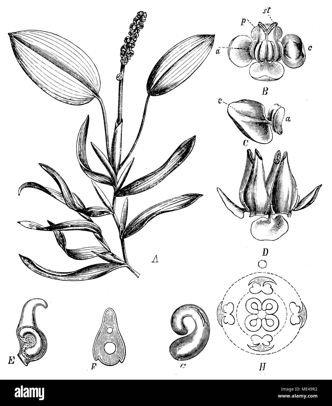 Pondweed, schwebenden <Unter natans > einen blühenden Zweig, B Blüte, c Blüte festhalten Blatt mit staubblatt, D Obst, E teilweise Obst mit freiliegenden Sämling, F Querschnitt durch die teilweise Obst, G Sämling, H Draufsicht der Blüte, 1900 Stockfoto