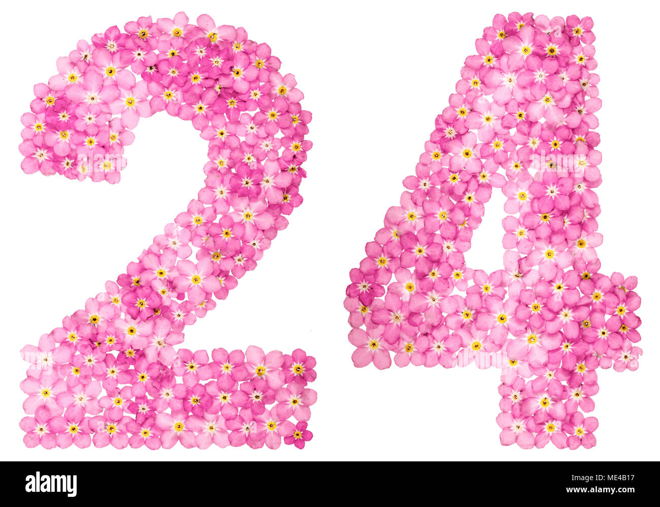 Arabische Zahlen 24, 24, von rosa Vergissmeinnicht Blumen, auf weißem Hintergrund Stockfoto