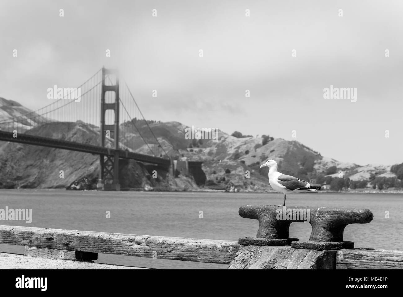 Möwe am Pier und der Golden Gate Bridge in San Francisco, Kalifornien, USA Stockfoto