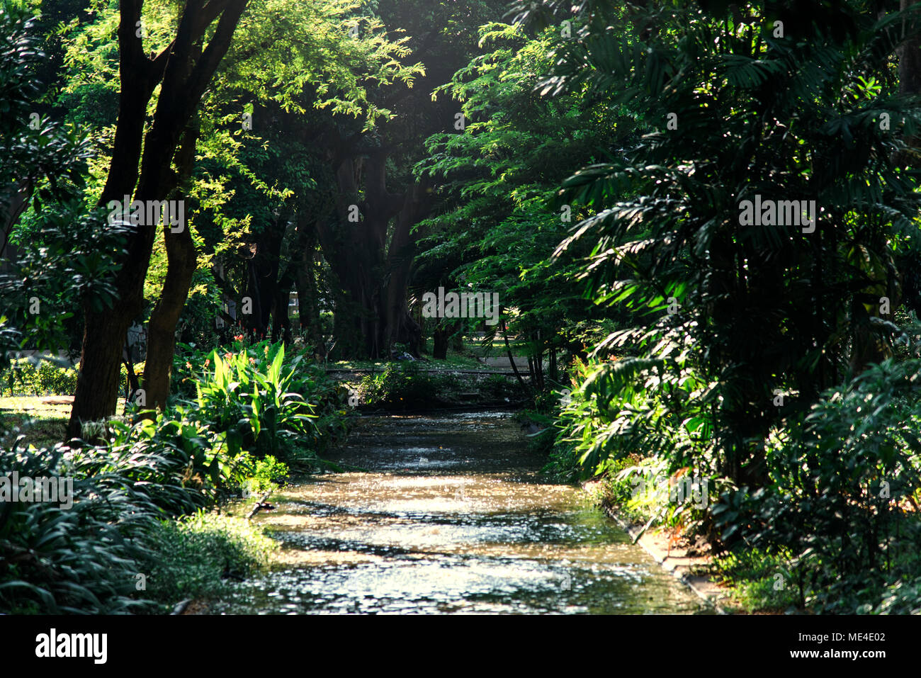 Patch durch einen agreen Wald Stockfoto