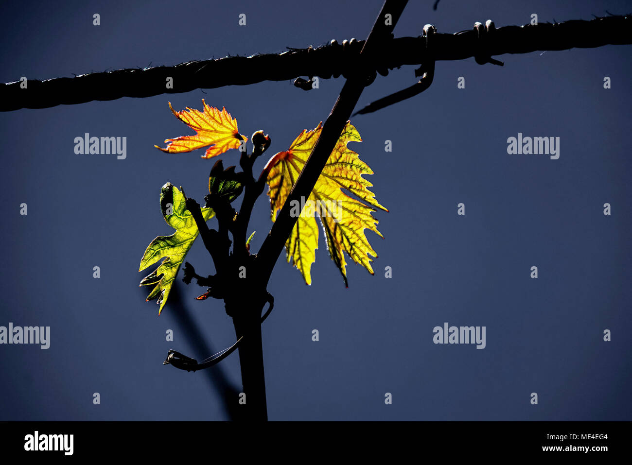 Neues Wachstum der Weinblätter Stockfoto