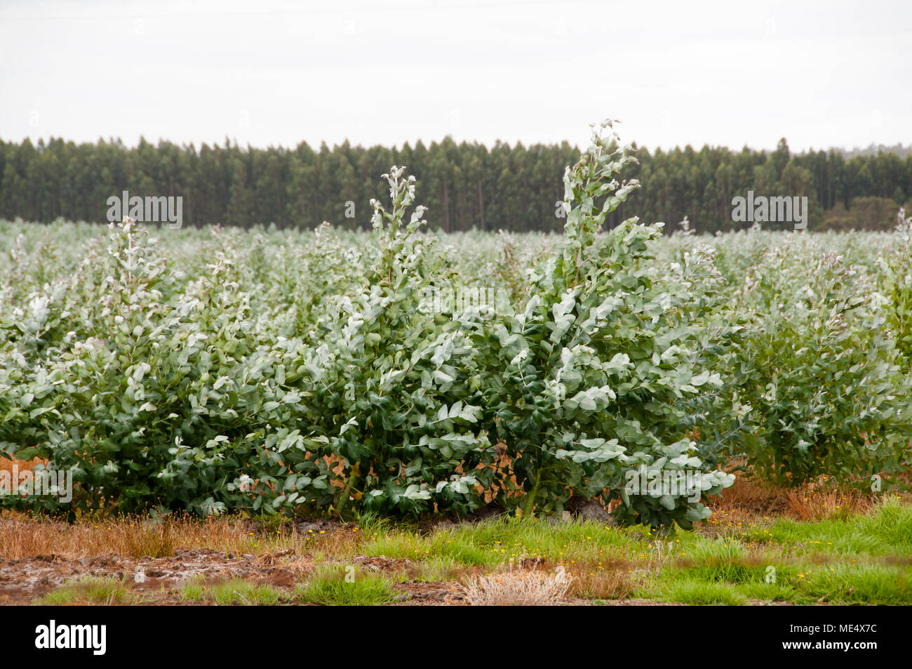 Tree Plantation - Western Australia Stockfoto