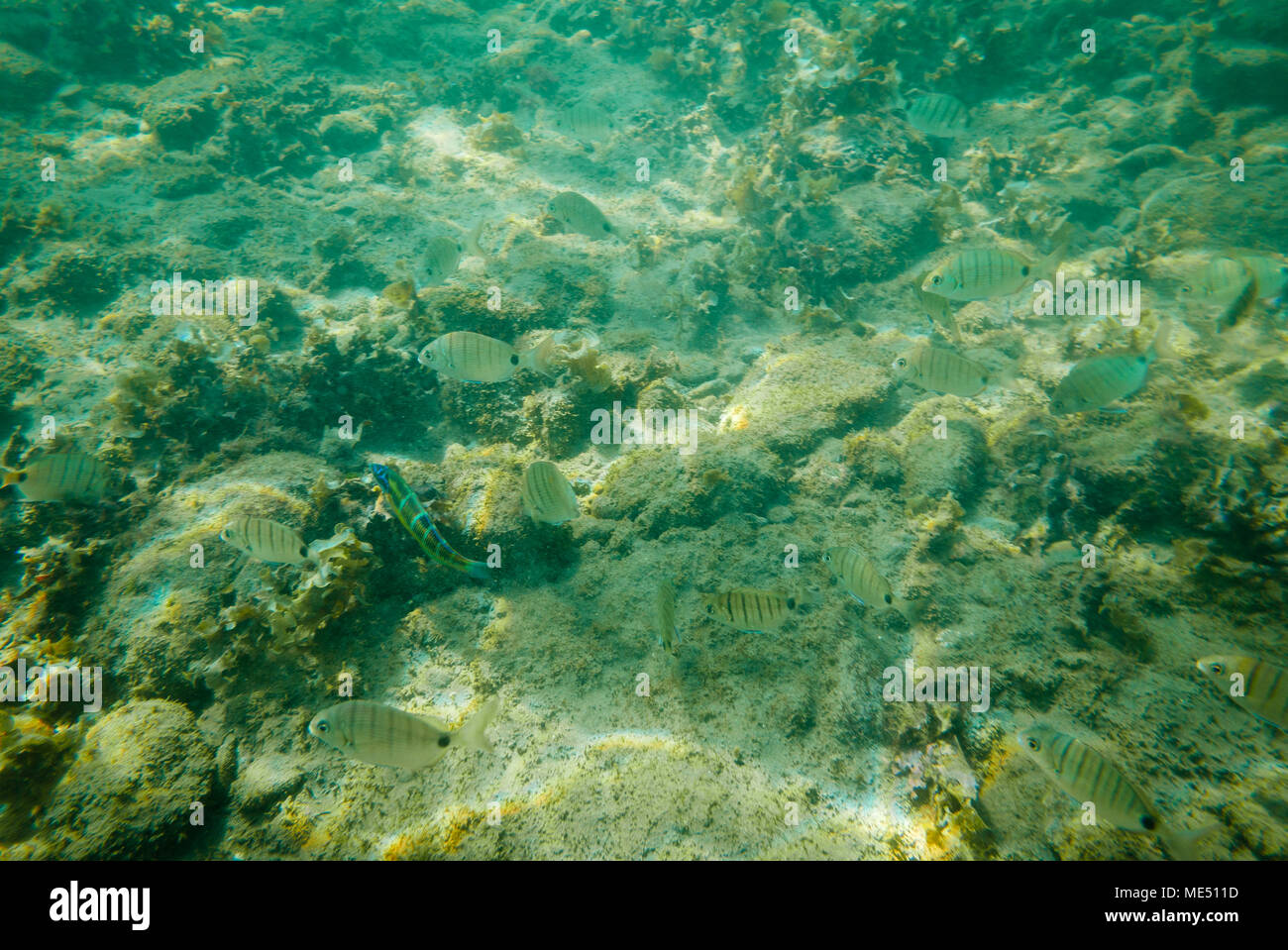 Einige tropische Fische schwimmen am grünen Meer Wasser. Stockfoto