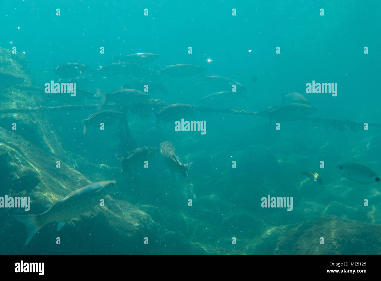 Lange Gruppe der Fische im Meer unter Wasser. Stockfoto
