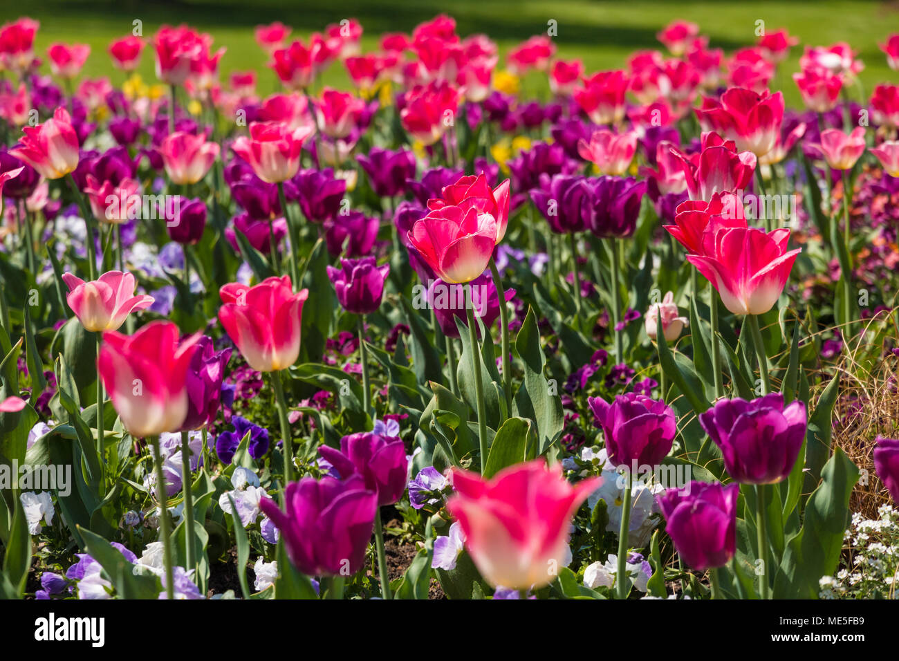Ein schönes Feld voll von violett, rosa und weißen Tulpen (Tulipa Negrita) und bunten Garten Stiefmütterchen (Viola) und weissen Vergißmeinnicht Blumen. Stockfoto