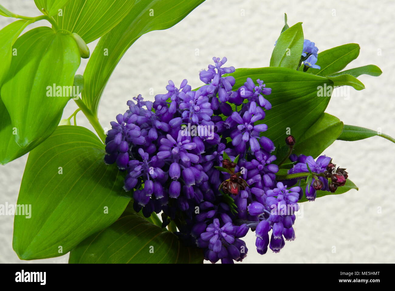 Rote Tulpen im Garten Stockfoto