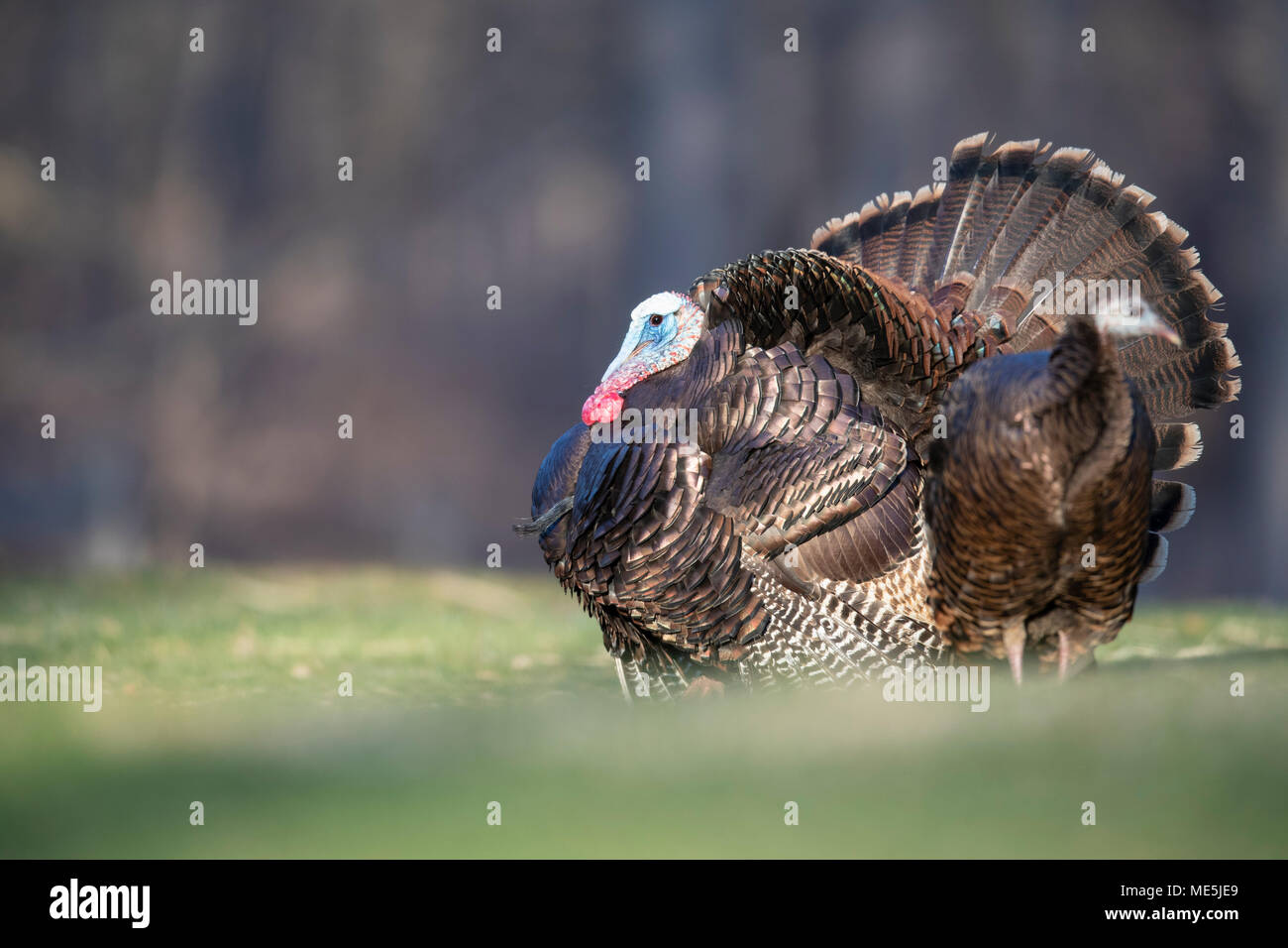 Ein stolzieren männliche wilde Türkei mit einer weiblichen. Stockfoto