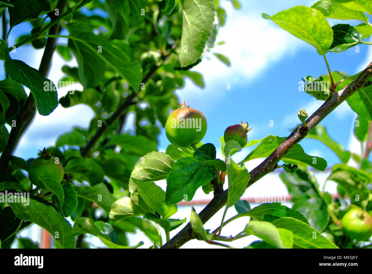 Unreife grüne Äpfel auf einen jungen Baum, Russland Stockfoto