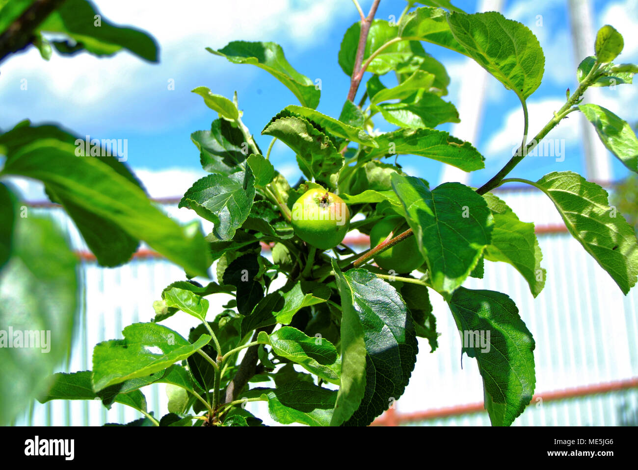 Unreife grüne Äpfel auf einen jungen Baum, Russland Stockfoto