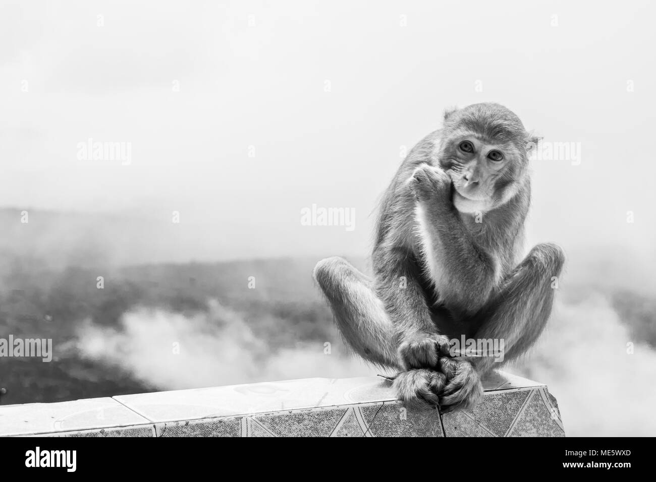 Ein erwachsener macaque Affen sitzen auf einem gefliesten Wand, holding Erdnuss Kegel von Menschen gegeben und Essen naschen. Schwarz und Weiß über den Wolken im Mount Popa Stockfoto