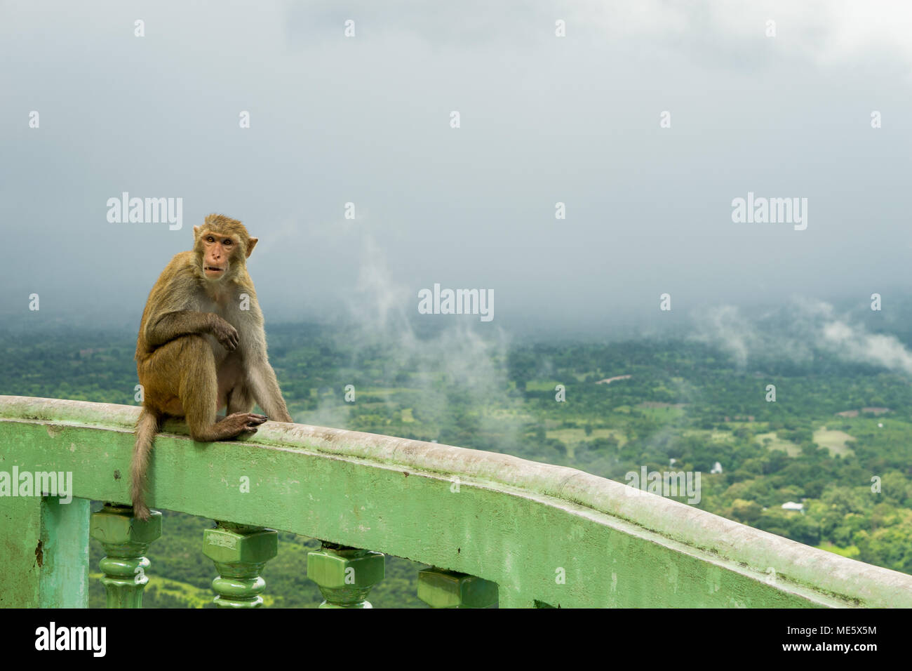 Wütend auf der Suche macaque Affen nach, sitzen auf den grünen Stein Geländer auf der Oberseite des Mount Popa, Myanmar, Birma. Bewundern Sie die burmesische Landschaft und Wolken. Stockfoto