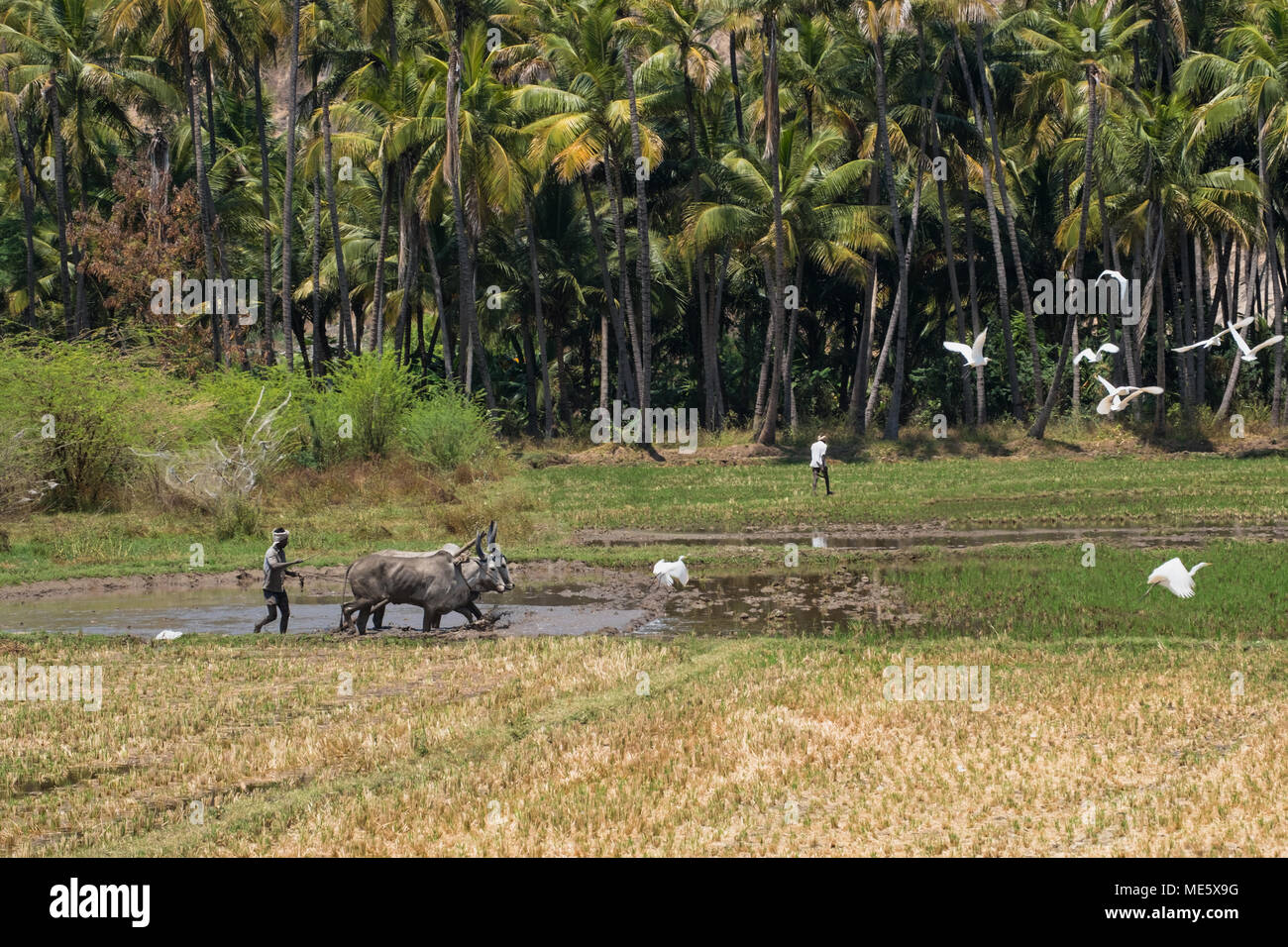 Dindigul, Indien - 8. März 2018: Eine nicht identifizierte landwirtschaftliche Arbeiter bereitet ein Feld für Reis pflanzen mit traditionellen Methoden Stockfoto