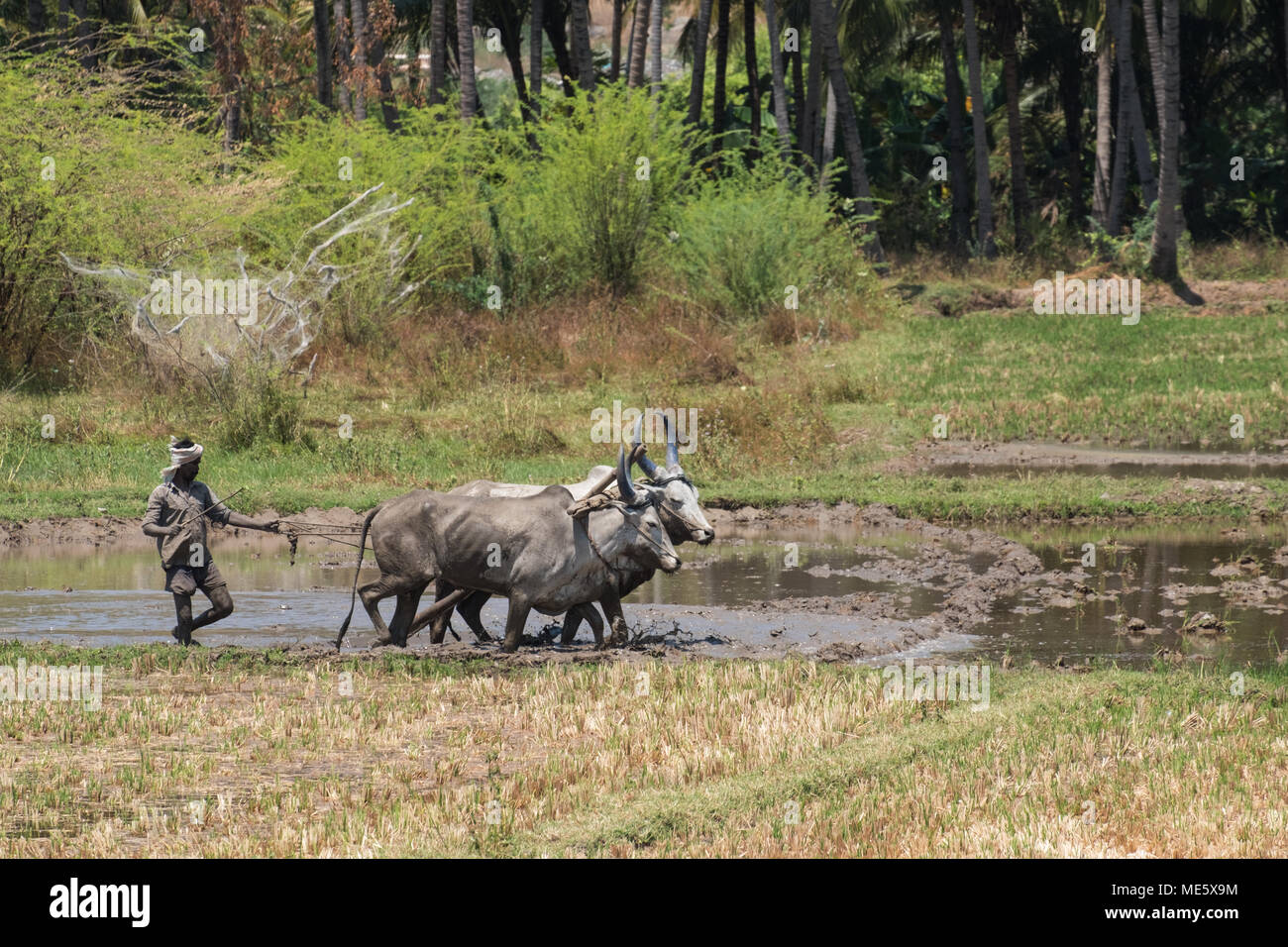 Dindigul, Indien - 8. März 2018: Eine nicht identifizierte landwirtschaftliche Arbeiter bereitet ein Feld für Reis pflanzen mit traditionellen Methoden Stockfoto