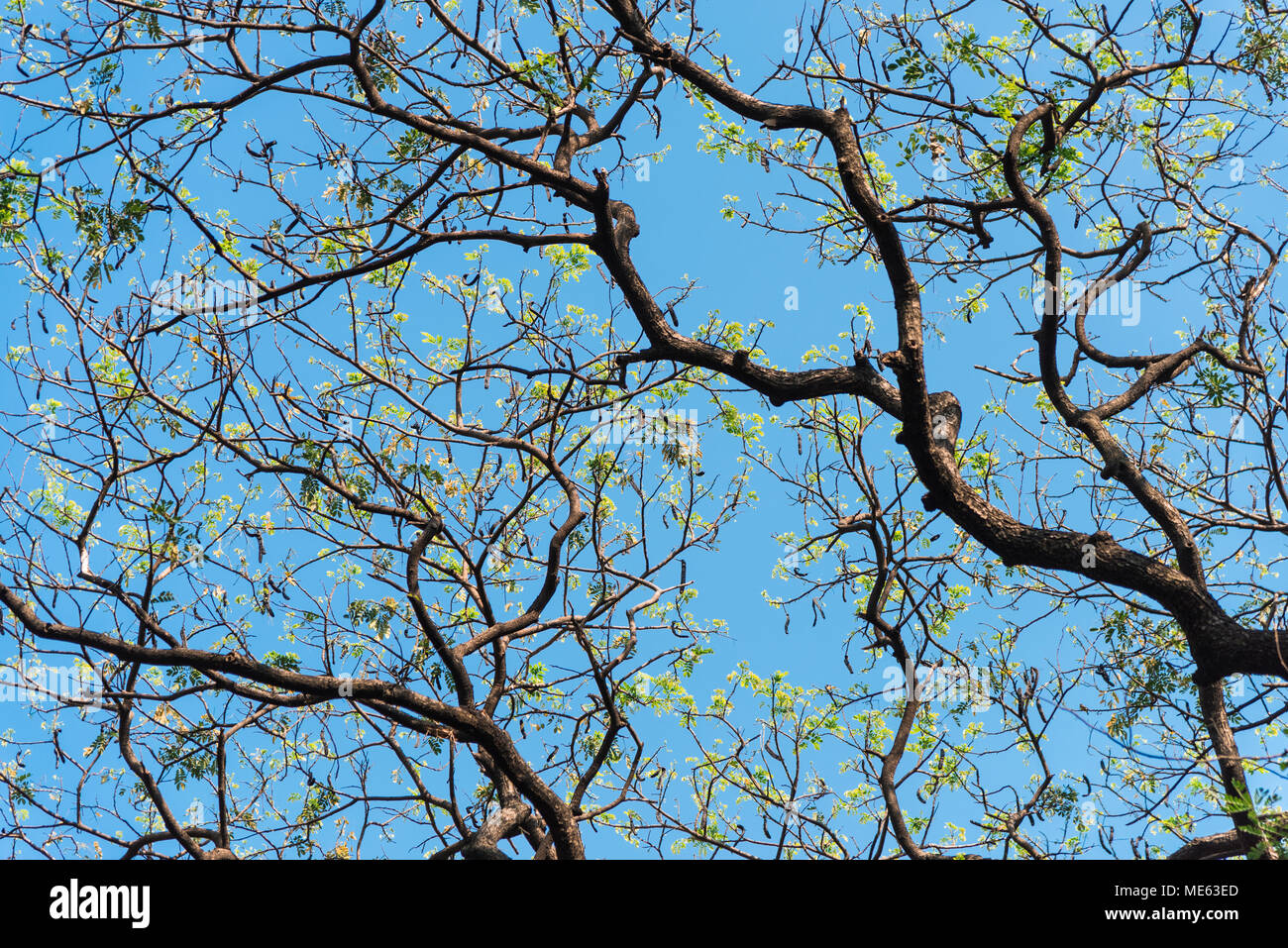 Grüne Blätter und ein blauer Himmel Stockfoto