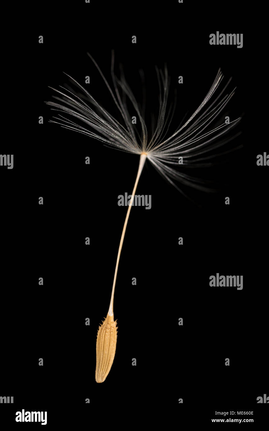 Ein einziger Löwenzahn und Fallschirm, Taraxacum officinale, aus einem Löwenzahn-Samenkopf, der im Norden von Dorset England auf schwarzem Hintergrund gefunden wurde. Stockfoto