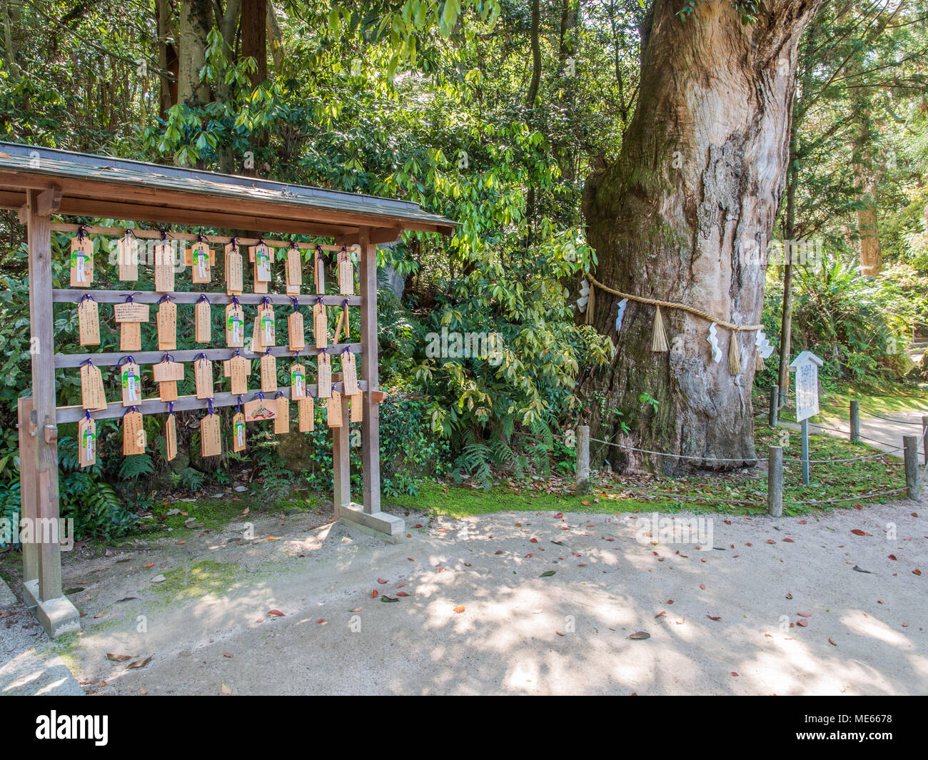 Ema Gebet Plaques und heilige Kampfer Baum, Ōyamazumi Jinja,, Insel Omishima, Seto Binnenmeer, Japan Stockfoto