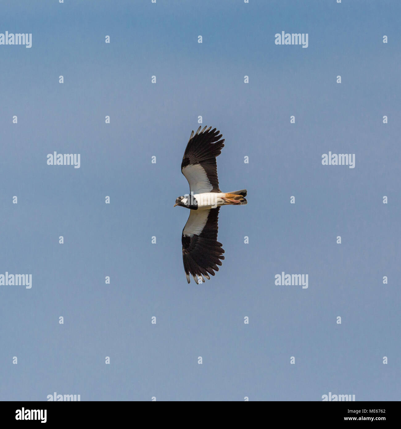 Flying natürliche Kiebitz Vogel (Vanellus vanellus), blauer Himmel, Flügeln, Stockfoto