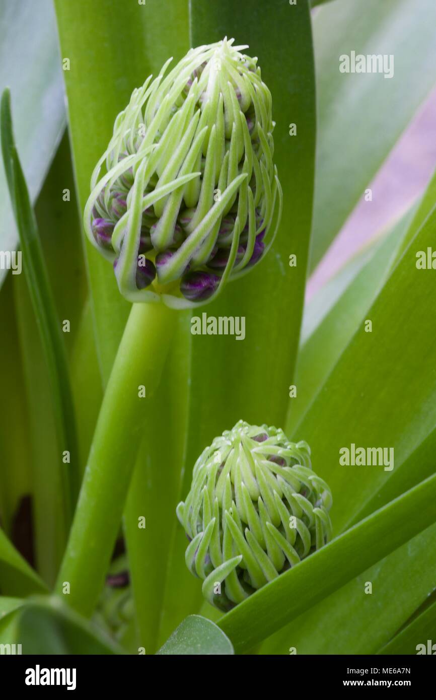 Scilla'S Karibische Juwelen apphire Blau' Stockfoto