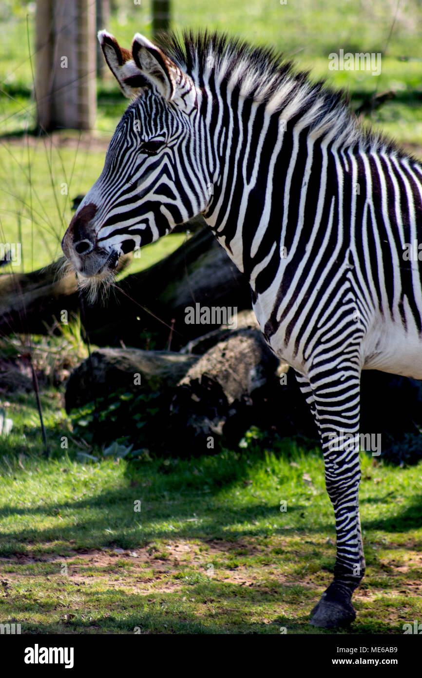 Zebra stand in Wildlife Park Seite Kopf geschossen Stockfoto
