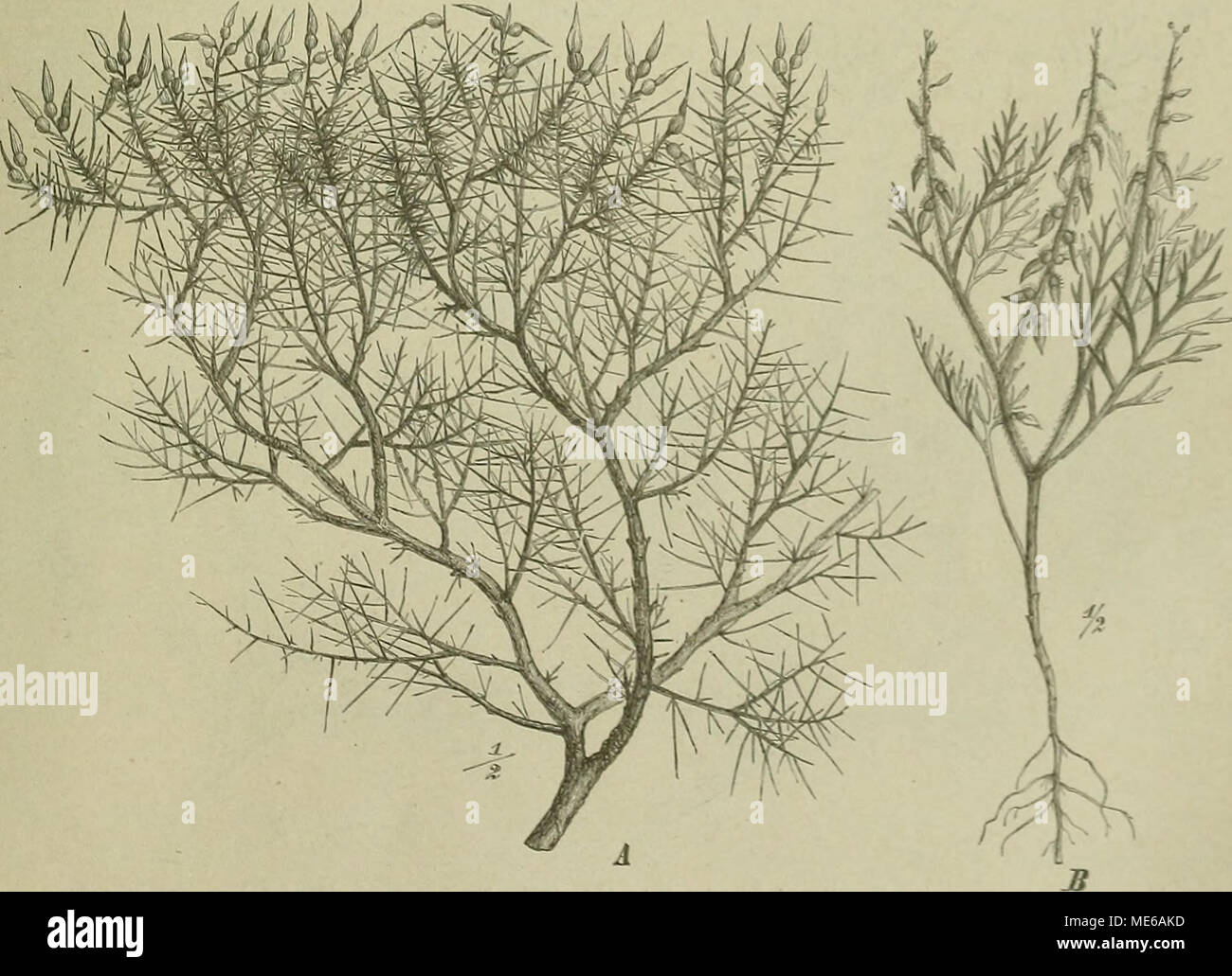 . Die Natürlichen Pflanzenfamilien: nebst stand Gattungen und Arten, insbesondere den wichtigeren Nutzpflanzen. Abb. 111. Ein Vella spinosa Boiss.  B Cairichtera annua (L.) Prantl. (Im Original)." Ich. Carrichtera Adans. Blb. blassgelb mit violetten Adern: Fr. eiförmig mit.* schwach gewölbten Kl.  Ijähriges, niedriges Kraut mit schnellen doj^ jelttiederteiligen B.. zuweilen übergipfelten116 ohne Deckb., gestorben sind BL, hängenden Fr. Abb. HO. c. Kunst, C. annua^ L.) Prantl (Abb. III B), im ganzen Mittelmeergebiet. Stockfoto