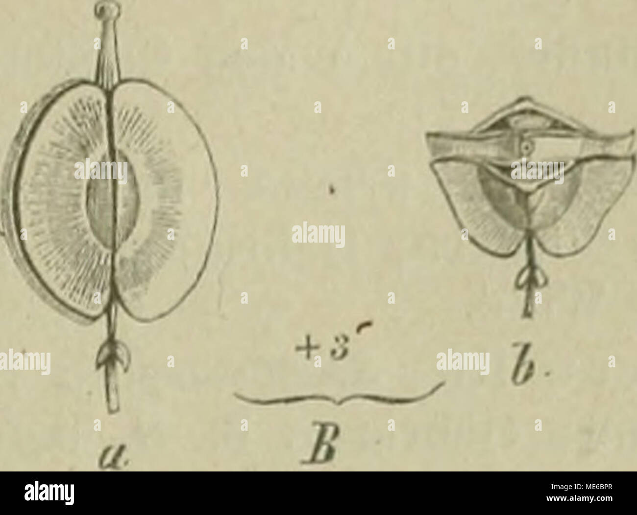 . Die NatÃ¼rlichen Pflanzenfamilien: nebst stand Gattungen und Arten, insbesondere den wichtigeren Nutzpflanzen. ^. Ich Abb. OS. Fr. Der Cremolohinae. Eine Cnmolohus siiffndkosushC.; B McnomilUa linearis hC, 6 qnerdurchschnitten; C Ihxaptcra dioicus Gil. et Hook., 6 (inerdurchschnitten, (Original.) A. FruchtfÃ¼cher zusammengedrÃ¼ckt, Gekielt seitlich 8. Cremolobus. B. FruchtfÃ¼cher vom RÃ¼cken plattgedrÃ¼ckt oder gewÃ¶lbt, seitlich Ã¼ber sterben schmale Scheide - Zauberstab vorragend.' ein. Teilfr. nur am Rande geflÃ¼gelt 9. Menonvillea. b. Teilfr. am Rande und mit dem Mittelnerv geflÃ¼gelt 10. Hexaptera. Stockfoto