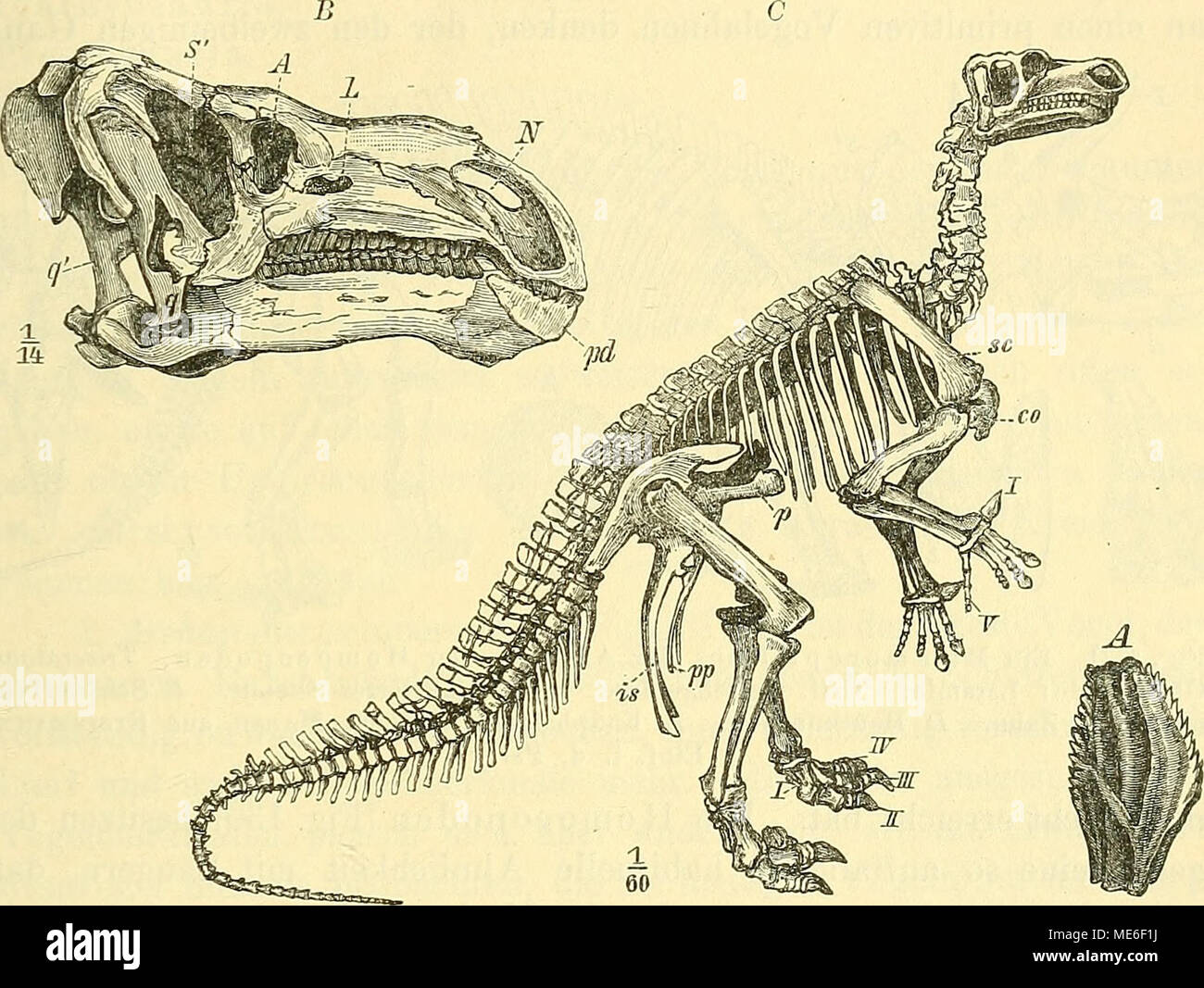 . Die geologischen Grundlagen der abstammungslehre. Abb. 129. Ein Avireptil aus der Abteilung der Ornithopoden, Iguanodon Ber-nissartensis Boulgr. Unt. Kreide: "wealden. Bernissart, Belgien. Ein Zahn; b Kopf; C Skelett. (/ Dollo aus Steinmann-Dödeelein: Elem. d. Pal.) Postpubis aber nicht entwickelt ist, erscheint es keineswegs ausge-schlossen, daß Vogelahnen vorliegen, da eine Rückwärtsbiegung der nach unten gerichteten Pubis sterben Verhältnisse des Vogelbeckens ebenfalls ergibt. Als mögliche Vorläufer von Säugern (Mammoreptilien) darf Mann bezeichnen: erstens die 3 großen Gruppen von Mir Stockfoto