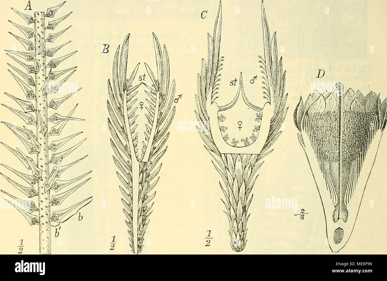Sporophylle Stockfotos und bilder Kaufen Alamy