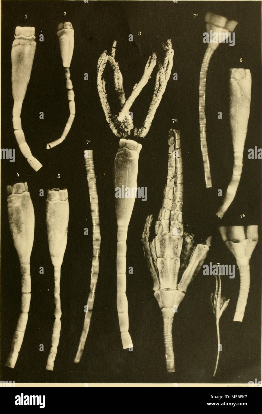 . Die gestielten Crinoiden der Deutschen Tiefsee-Expedition. Tat: VI 1-6 Rhizocrinns braucri.  BathycriHus australis. Stockfoto