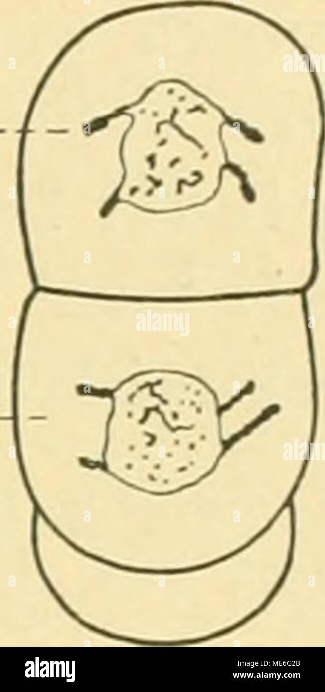 . Der T-Riesen von Ascaris megalocephala als Grundlage zu einer Entwickelungsmechanik of this Spezies sterben. Jetzt fassen wir zusammen, wie unsere Kenntnis vom Hergange der typisch ge-richteten Teilungsweise sich gestaltet hat. Es wurde gezeigt, dass die frühen und frühesten Phasen des mitotischen Prozesse, sowie die Zustände des "ruhenden" Teilungsapparates der typischen Einstellung im Raum nicht Dp völlig fremd gegenüberstehen. Aber sie nehmen gleichsam nur fakultativ, ohne Verantwortung daran teil, oder Beispiele kommen im Falle nur als Publikum und Vaterland einzelner Dimen- sionen der Sp Stockfoto