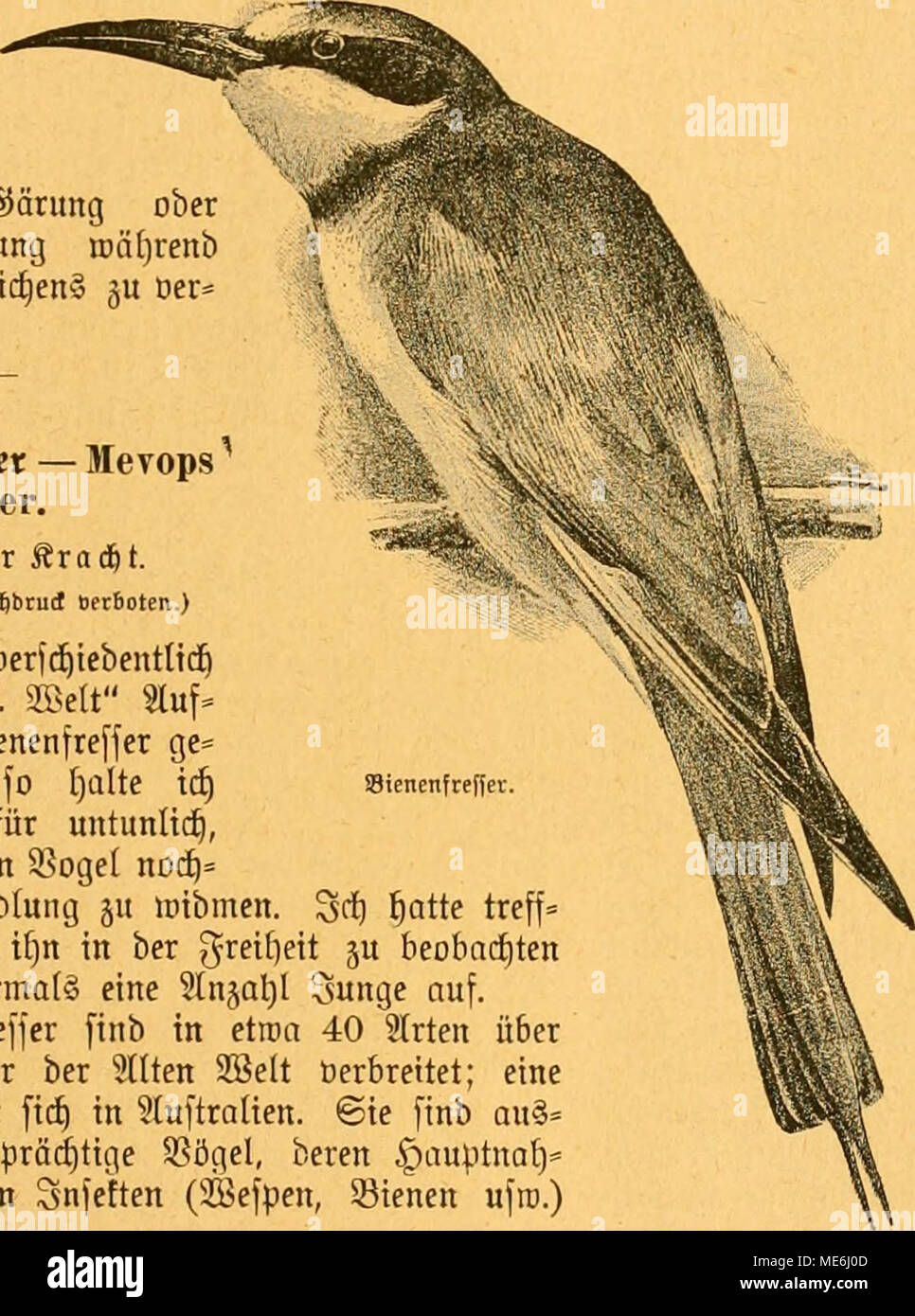 . Gefiederte Welt. Sienmfreffer. Dbroof)! Fd) auf iebentltd oerjc^^ ber"® ef. 2 SSelt "Sluf" fä | e über Ben iöienenfreffer ge * Brad^t mürben, fo [) ülte Icf) Es bocf) Nic^t für untunlich, biefem entjüdenben 5 SSoge [Noi^ "mat § Eine 9 Tbt) anb (ung Ju mibmen. 3r^l^ atte Treff= Deckel) e® clegenl) eit, wenn) n in ber gr^ iflfit Ju beobacbten unb fütterte mich £) rma (§ Eine 9 lnja^I 3 unge auf. Sie Sienenfreffer finb in etroa 40 3 (Rten über bie t) eifeen Sänber ber 5 (tten SSelt üerbreitet; eine finbet etnjige 9 (rt-id) in^ tuftraUen. © ie finb au§= na^^ tige mSloS farbenpröi SSögel, beren |) auptna [)"-Sprosse in ftecb Stockfoto
