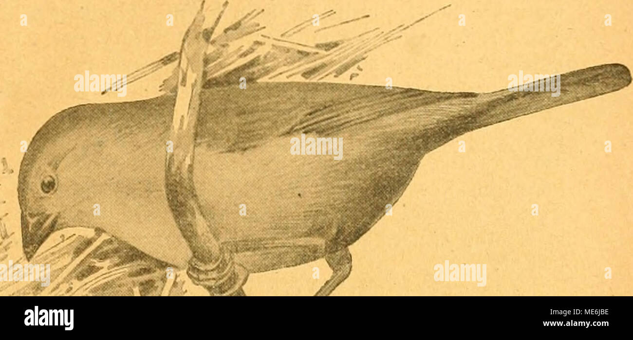 . Gefiederte Welt. ¤ SaraejouÃ Slmacant. Ââ'/i-. /BerÃ¼hmter 3 lmo,^ onenpapagei, wdi^ tx nac^ StaÃ¼ierÂ" begteitung fecbÂ § Sieber Fang, gelangte in Ben 93 efi^-3 3 bffannten werden? arieteefÃ¼nftlerÂ §§ errn^^ erjina, unb nmncber freunblic^e Sefer roirb benfelben uielleidjt im^Berliner SBintergarten ober 9 tpollott) eater alÂ § gugnummer bemunbert liaben. SBo) nÃ¶ geu l) eute meine 9 iui 5 fÃ¶ pfd) en, einft Oon godeliuaun belogen, ftedcn, roetd) e ir |, Alia ¤ einer ber Erften, jur etfolg = Reid) en3" ff.) t bradjte. 2 Bo finb bie fd) Ã¶nen'^nitw bin, 100-id) mit meinem greunb Ãaften belaben jU Â© uftao 9 ie Stockfoto