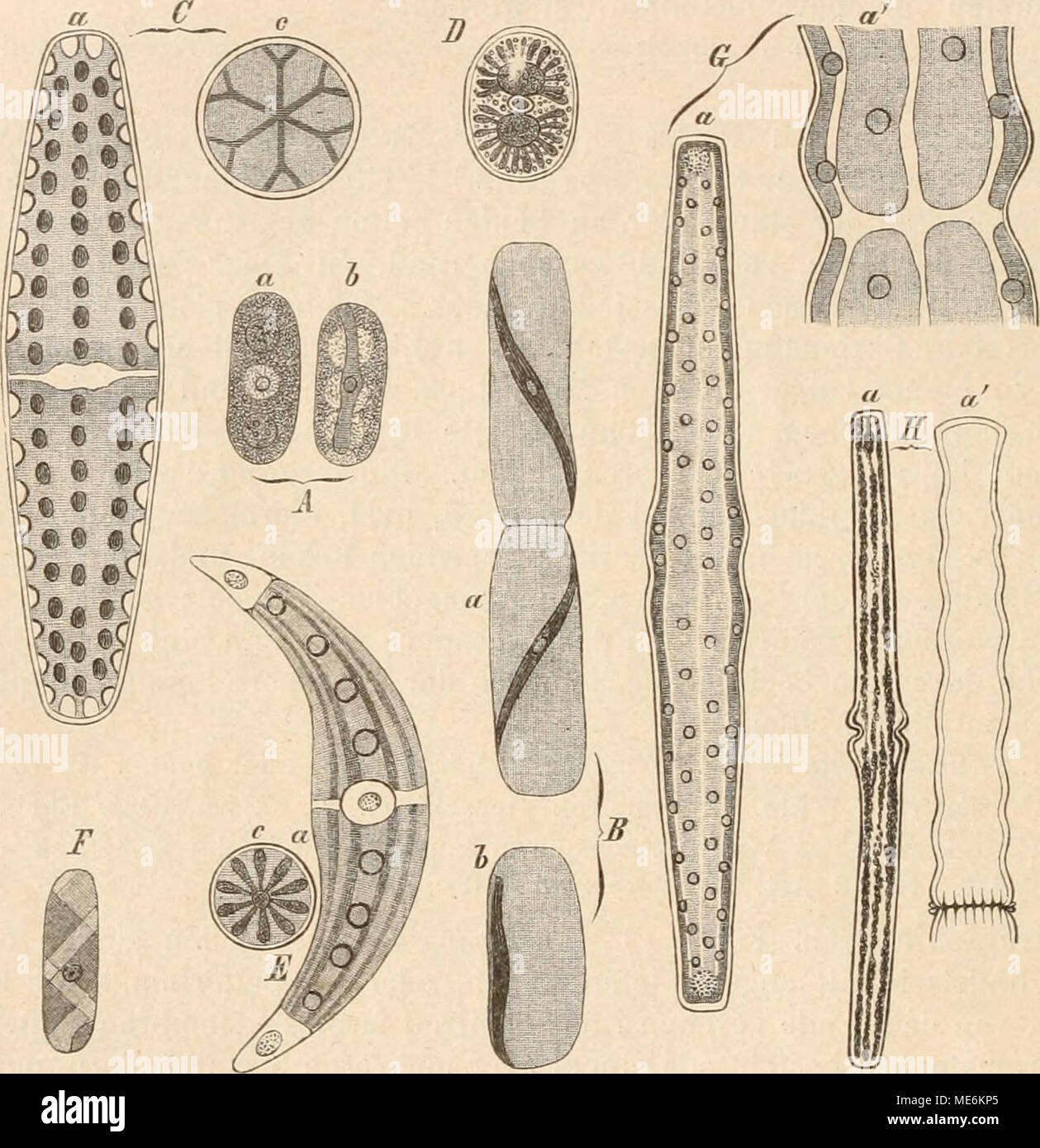 . Die Natürlichen Pflanzenfamilien nebst stand Gattungen und Arten, insbesondere den wichtigeren Nutzpflanzen, unter Mitwirkung zahlreicher hervorragender Fachgelehrten begründet. Abb. 6. Ein mesotaenium Braunii de Bary (390/1); b Ancylonema NoräenslUöldii Berggr. (650/1); 0 Peniwn Digitus Bröb. (400/1); d Cylindroci/stis crassa de Bary (390/1); E Closteriwn moniliferiim (bory) Ehrb-. (200/1); F Spiro - taenia nmscieola de Bary (750/1); 6 Pleurotaenium Trabecula (Ehrb-.) Näg. [A 100/1; ein "600/1); Ea SSociditim Ba-Culum Breb., ein "D. dilatatum Cleve (340/1 am). Eine von Ihr Browser kann leider keine eingebetteten Frames anzeigen, 6 von der Seite, c vom Ende g Stockfoto