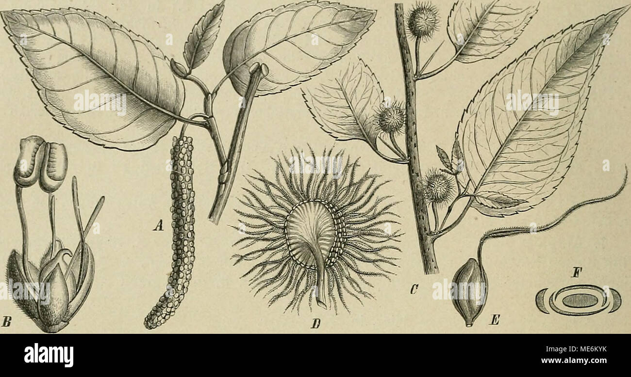 . Die NatÃ¼rlichen Pflanzenfamilien: nebst stand Gattungen und Arten, insbesondere den wichtigeren Nutzpflanzen. Abb. 53. Chlorophora Dolmetsch (L.) Gandkh. A, B Yar. ovata Bureau von 3A. Câi "var. Xanthoxtjlon lEndl.) Bureau Q; C; D ZweigstÃ¼ck derselben. (Nacli der Natur und nacli Flora brasiliensis.) ein Zweig; B^ Sel. BlÃ¼Tenstand; ich 'Q / Entfernung Sel; F Diagramm 10. Maclura Nutt. Blh.Der (j^ klappig. Blh.der Q. tief 4 spaltig, mit ungleichen, llneal - keulenfÃ¶rmigen, dicken Abschnitten. Frkn. verkehrt - eifÃ¶rmig, mit langem, Faden - fÃ¶rmigem, Ungeteiltem oder kurz verzweigtem Gr Stockfoto