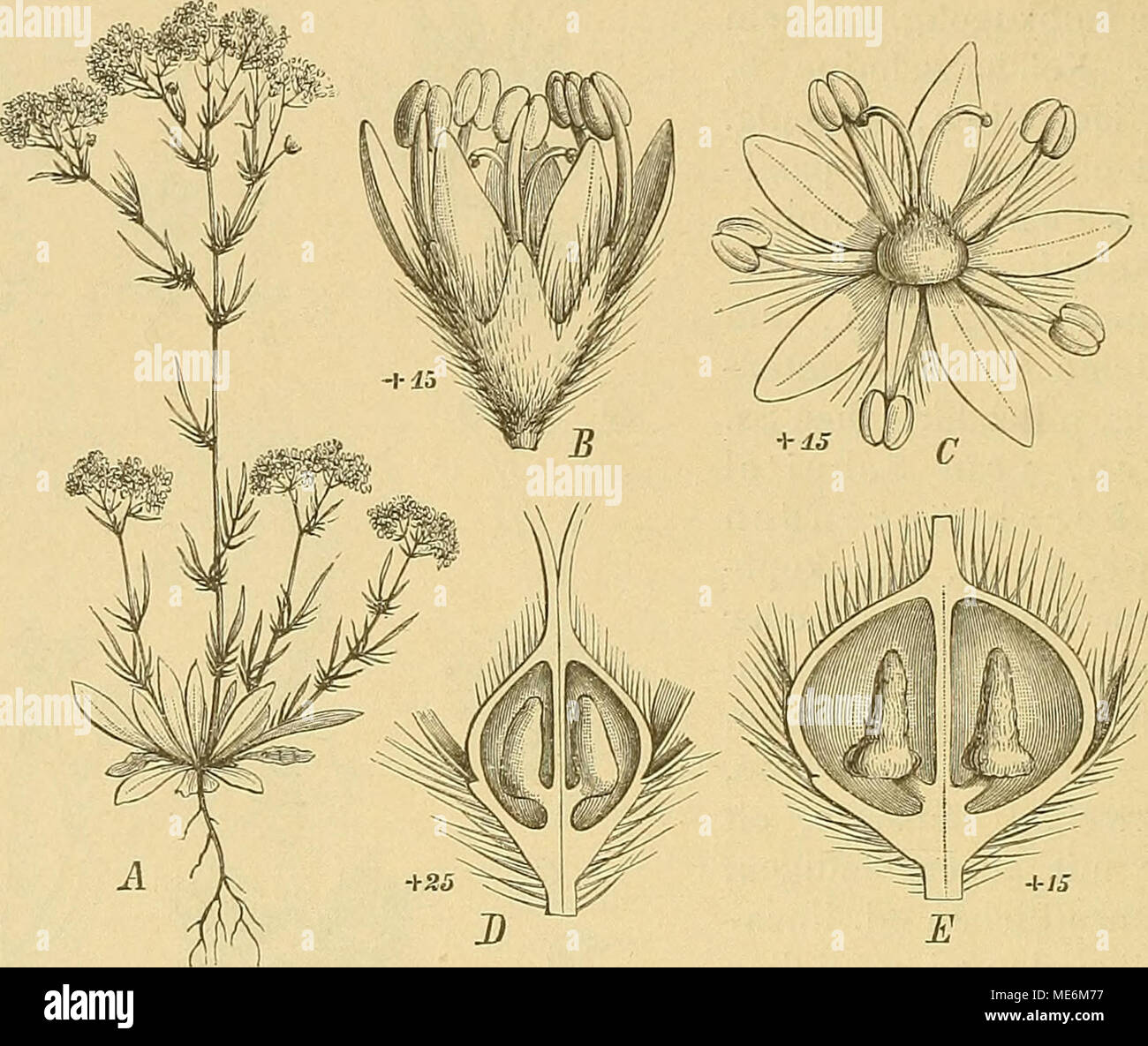. Die NatÃ¼rlichen Pflanzenfamilien: nebst stand Gattungen und Arten, insbesondere den wichtigeren Nutzpflanzen. Abb. 32. Eremosyne Larix spp. Endl. Eine ganze Pfl.; B SEL; mit den 2 S. C dieselbe geÃ¶ffnet; D Fi-kn. Im LÃ ¤ ngssclinitt; e Fr. (Im Original.) I.3. Saxifragoideae-Parnassieae. Sel mit oberstÃ¤ndigem oder halboberstÃ¤ndigem Frkn. Frkn. mit 3 - 4 wandstÃ¤ndigen Placenten vind sitzenden N, od. mit kurzem Gr. Â MehrjÃ¤jährige KrÃ¤uter mit zahlreichen gestielten, eifÃ¶rmigen oder lÃ¤nglichen Grundb. und oder wenigen Stengelb. Eine Höhle - ich blutigen Stengeln. 26. ParnassiaL. BlÃ¼Ten-achse Schloss Stockfoto