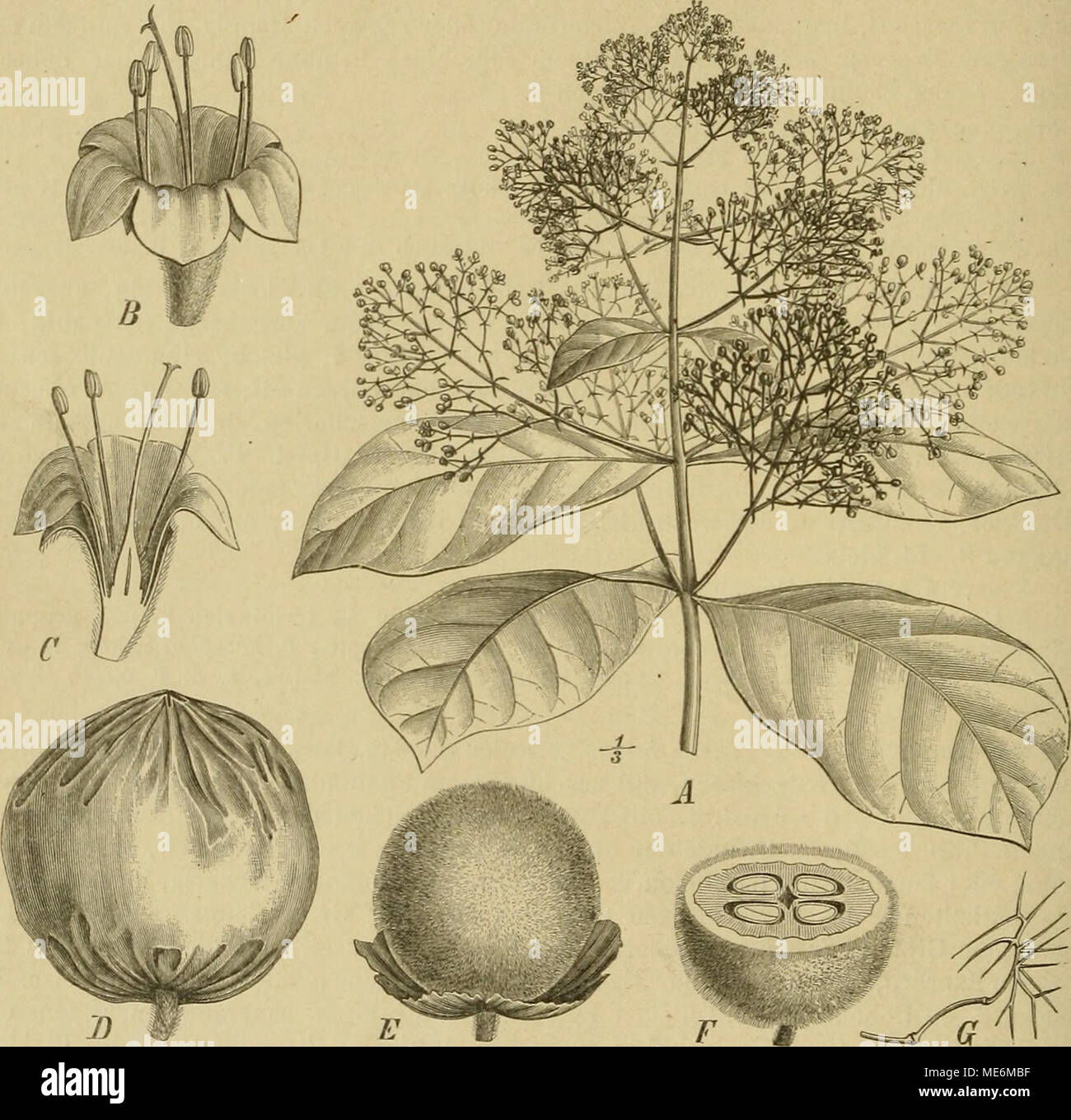 . Die Natürlichen Pflanzenfamilien: nebst Stand wichtigeren Gattungen und Arten, insbesondere den Nutzpflanzen. Abb. 63. Tentona grandis L. f. yl Zweig mit Blutenstand; £ S.; C Sel im Längsschnitt; D Kelcli zur Zeit der Reife; E "Ex.; j^Fr. im Querschnitt; ff verzweigtes Haar des Pericarps. {4 Original; das übrige / Bocquillon.) worden zu sein, schwimmt der Tiek nicht. Um Beispiele Consider zu bekommen, wird der Baum in den westlichen Teilen Indiens vielfach einer hier unter dem Namen "GÜRTE-ling" bekannten Wärmebehandlung unterzogen. Der Girdlingprocess besteht darin, dass man dem untere Stockfoto