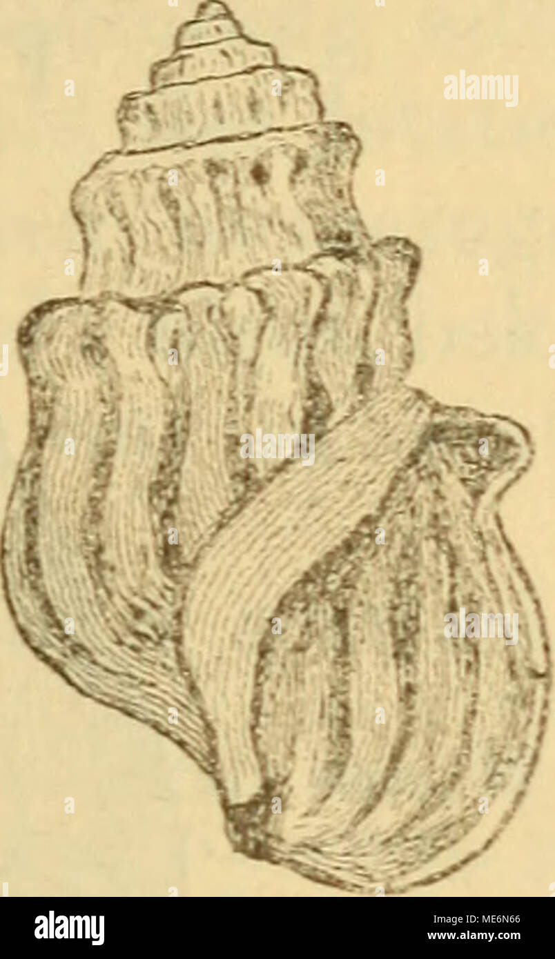 . Die Mollusken-Fauna Mitteleuropa. Mel. Parreyssii. 10412: länglich-gethürmt, massig hornfarbig festschalig, blass, mit bräunlichen Clemens auf der Sutural-Linie;,erhoben; 7 Umgänge, schnelle cylindrisch, trep-penförmig abgesetzt, mit kräftigen, meistens bis zur Spindel verlängerten, Ihr Browser kann leider keine eingebetteten Frames anzeigen an der Naht deutlich knotigen Quer- rippen verziert; letzter Umgang in der Nähe des Peristoms allmählich von dem vorletzten lostretend; Mund Öffnung spitz-eiförmig, oberer Winkel vom vorletzten Umgang ent-fernt; knotenförmiger Callas nicht vorhanden, Parietalcallus dagegen stark entwickelt un Stockfoto