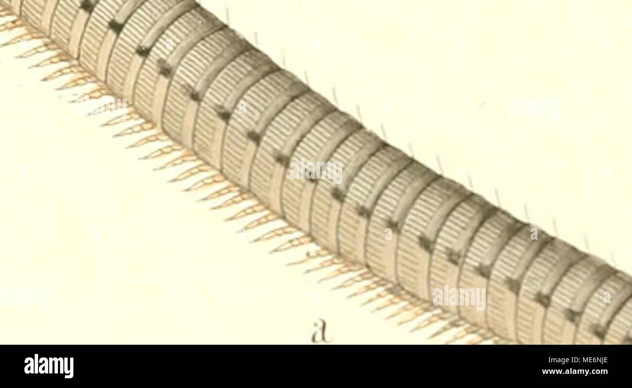 . Die Myriapoden: getreu nach der Natur abgebildet und beschrieben. -^^^ 2ä^^. Fi!&gt; Ri () ICH, ICH,. III, ist (KTI I. TIS  ^ 31.. MOI. ir. ABGEBLENDET. Stockfoto