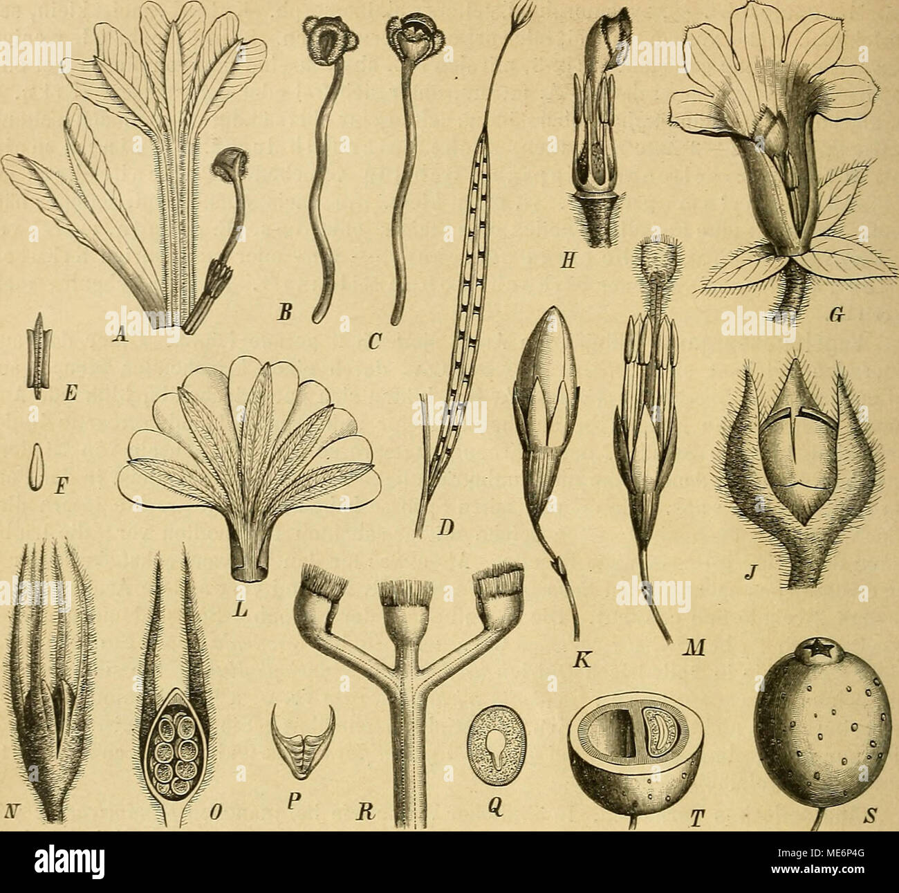 Scaevola arten Fotos und Bildmaterial in hoher Auflösung Alamy