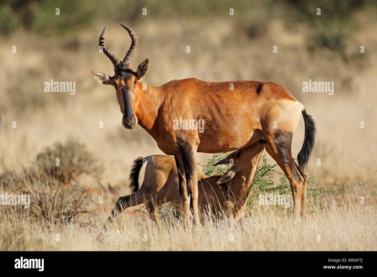 Red Hartebeest Antilope (Alcelaphus buselaphus) mit säugen Kalb, Südafrika Stockfoto