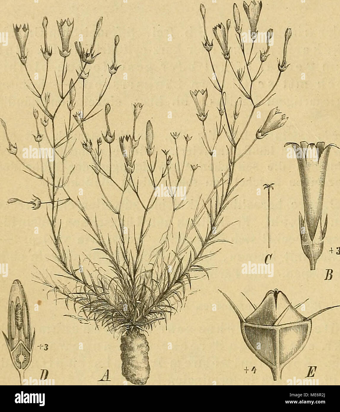 . Die Natürlichen Pflanzenfamilien: nebst Stand wichtigeren Gattungen und Arten, insbesondere den Nutzpflanzen. Abb. 34. Waldenbergia Ecklonii Bück. Eine Pfl. i.e. natürlicher Größe, B S., C Gr. von einer offenen S., D Längsschnitt durch die Sonne - Knospe, E Kapsel. (/ Der Natur.) 2 4. Cephalostigma A. DC. Blkr. mit 5, schnell oder ganz freien, schmalen Abschnitten. N. kopfig, mit 2 - 3 Lappen. Kapsel wie bei Wahlenhergia. - Zarte 1 jährige Kräuter. S. Klein, blau, in lockeren116 oder Rispen. Etwa 7 Arten im tropischen Afrika, in Ostindien, Brasilien und Peru. 25. Lightfootia L'Ihr. Blkr. mi Stockfoto