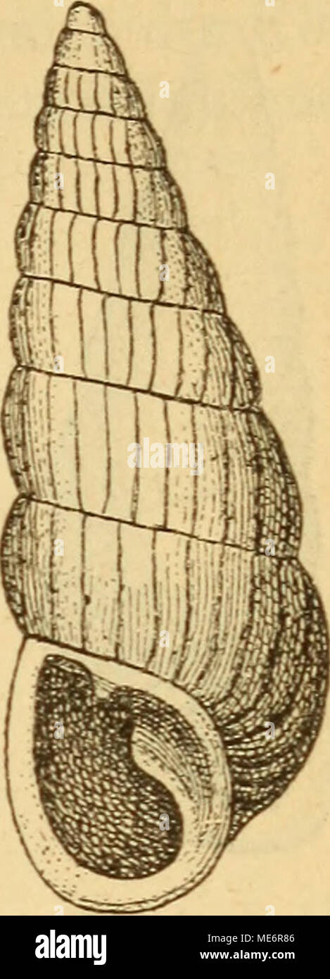 . Die Mollusken-Fauna Mitteleuropa. AI. V. Haueri laticosta. 2. Alopia cyclostoma Bielz. Balea cyclostoma Bielz Verhandl. Siebenbg. Vereinsund 185 S Nr. 9 s. 147. - - - Fauna Siebenbg. S. 105. -- Pfeiffer Novit, Fase. XXII S. 265 Nr. 376 t. 66 w. 1 - (>. Clausula pomatias Pfeiffer in Monogr. Hei. VI S. 397 (Nomen). -- Böttger in Rossm. Symbol. w. 1633. - Hastata Var. A. Schmidt in System, Europ. Claus, S. 2 5. Balea cyclostoma Westerl. Prodr. S. 208. Alopia hastata var. cyclostoma v. Kimak. Beitrag s. 45. Thier: schwarzgrau. 10412: linksgewunden, tief geritzt, von fast immer rein keulenförmige Stockfoto